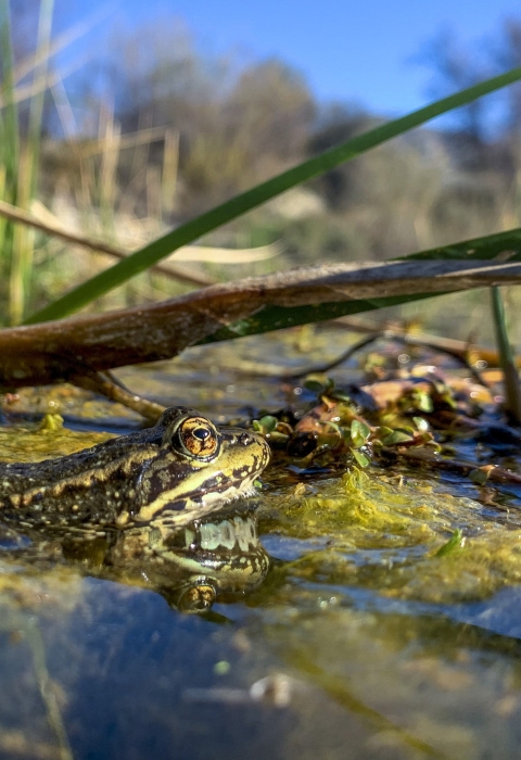 a frog in water.