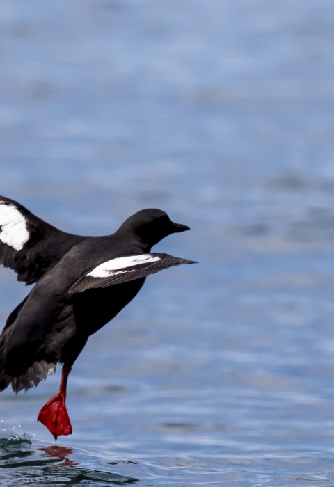 a black and white seabird taking off from water.