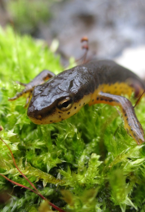 alt=A brown salamander with a yellow spotted belly crawls on green moss.