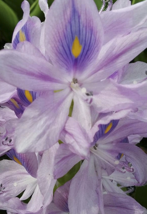 a purple flower