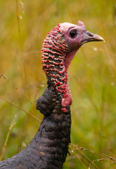 A close-up of a wild turkey against a green, vegetated background