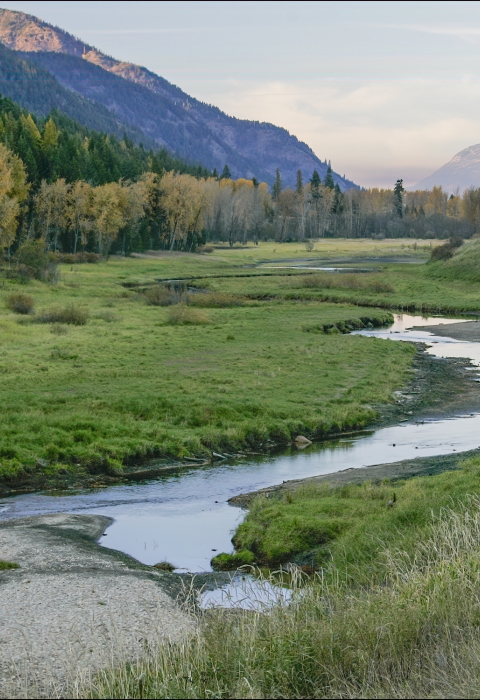Nestled beside the Selkirk Mountains of northern Idaho, this 2,774 acre refuge provides diverse habitats for a large variety of wildlife.