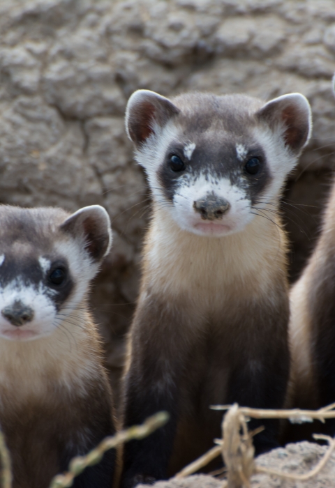 Three ferrets peek out of burrow.