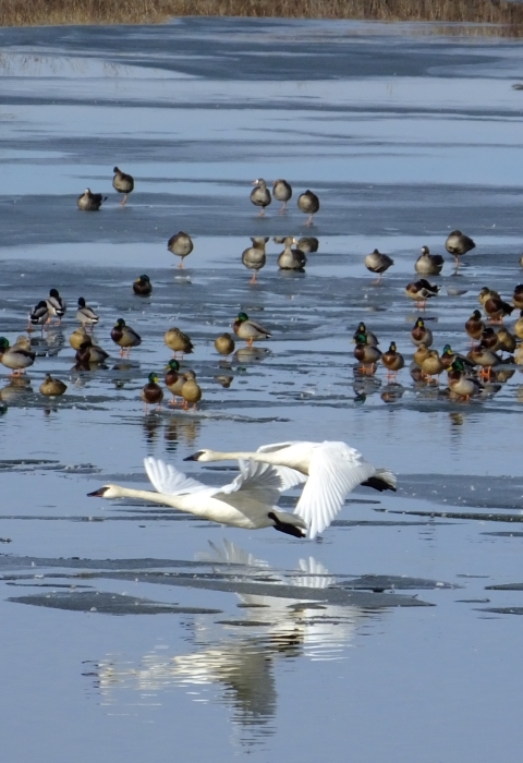 Trumpeter swans taking off from the waters of DeSoto Lake with ducks in the background.