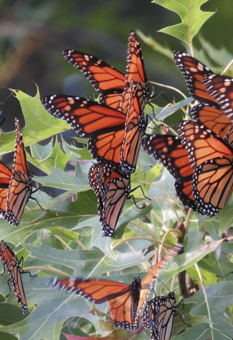 Orange and black butterflies congregate in an oak tree