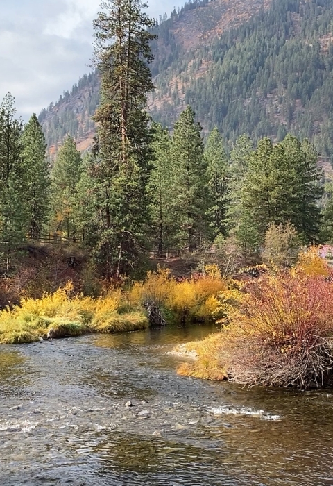 A stream and tall trees in fall foliage beneath a mountain