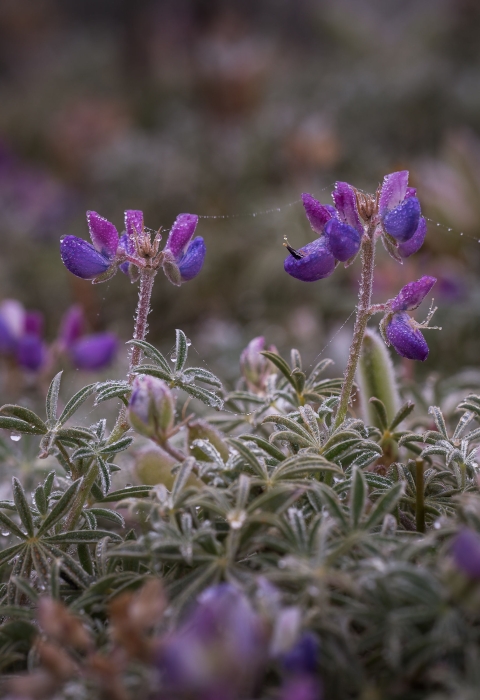 Seashore Lupine