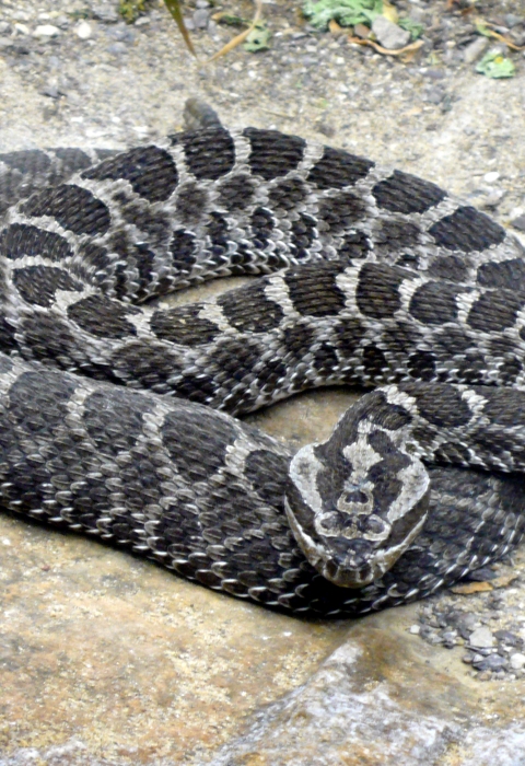 Eastern massasauga rattlesnake curled up on a rock