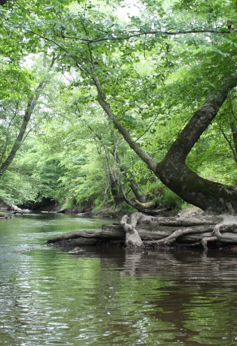 Sky is barely visible from this serene pool of green water surrounded by a canopy of very tall luscious green trees.