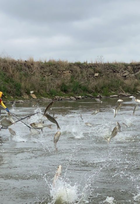 A boat carrying two employees with nets and an operator navigates the water as silver carp jump into the air