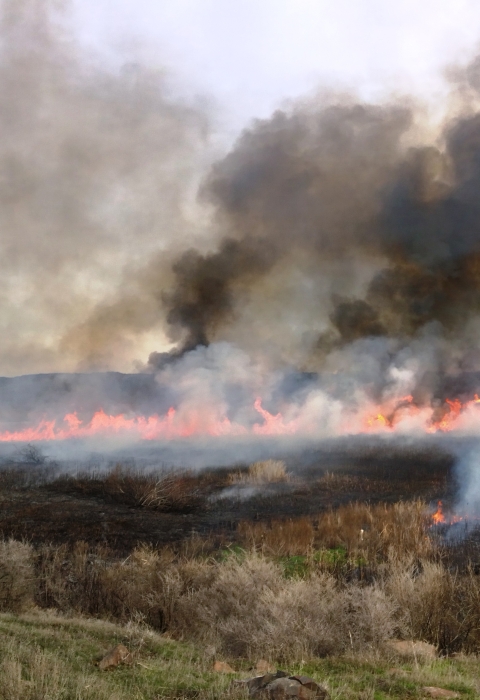 Smoke from a prescribed fire enters the sky.