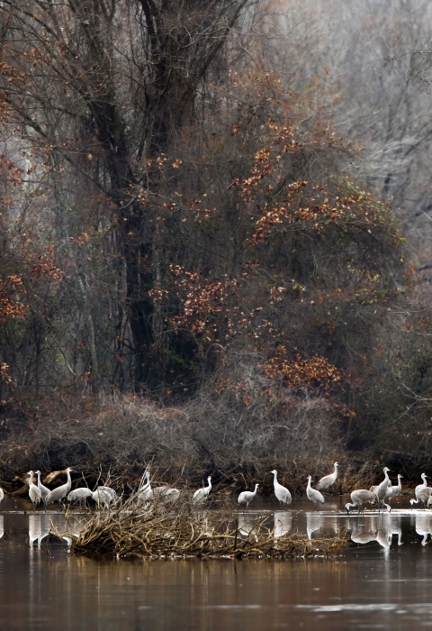 A couple dozen white-ish gray birds standing in shallow water in a forested setting