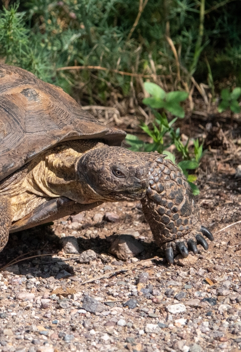 A Sonoran desert tortoise walks across a gravel trail.