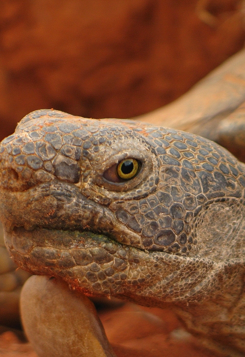 Mojave Desert Tortoise