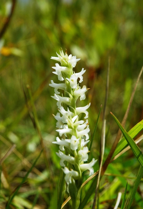 Ute ladies'-tresses plant with white flowers in a grassy environment