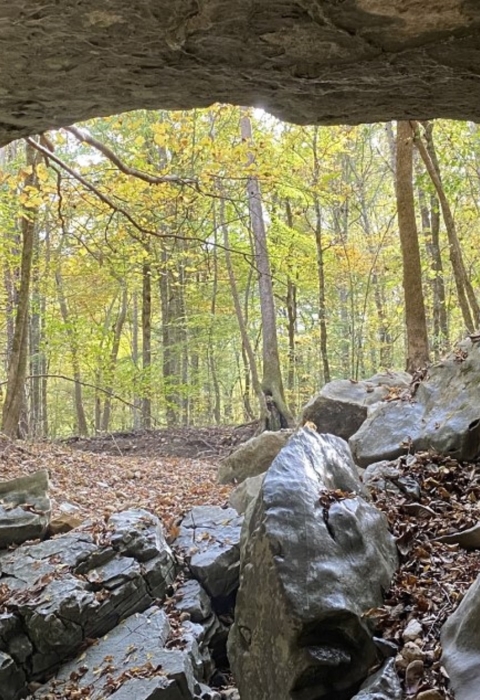 Looking up from the inside of a cave, the entrance is a window-view of a green forest.