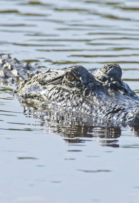 Alligator appear above water