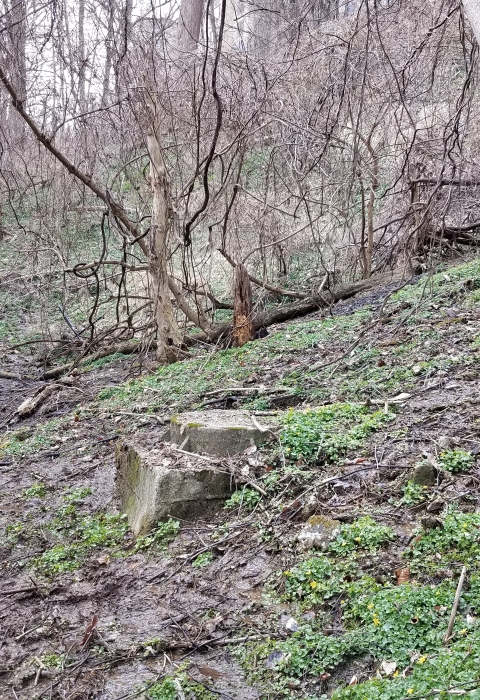 A wet patch in a forest