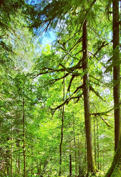 Forest landscape during the day, sun shining through trees. Western OR forest.