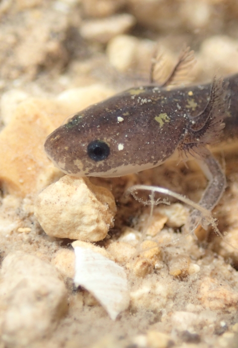 a grey salamander on a rocky, underwater surface