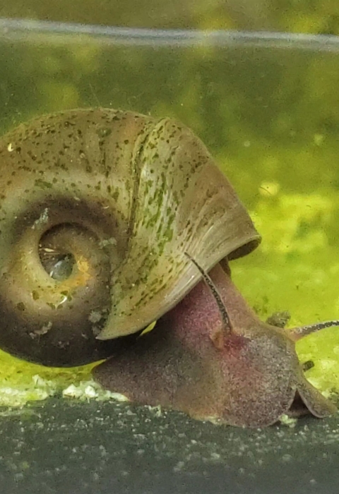 Snail with coiled shell under water