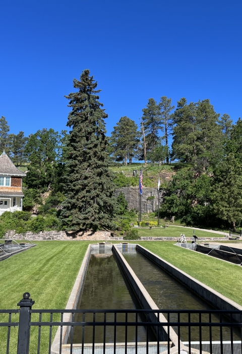 Hatchery rearing ponds, interpretive panel and museum building surrounded by green grass and pine trees.