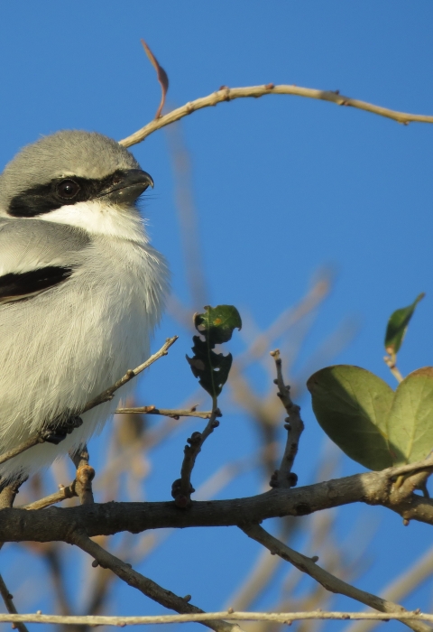 A light grey bird with black stripe on the side of it's head, white breast and dark wing tip and tail feathers