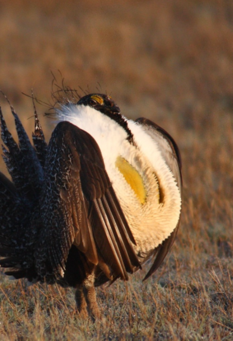 Male Sage Grouse
