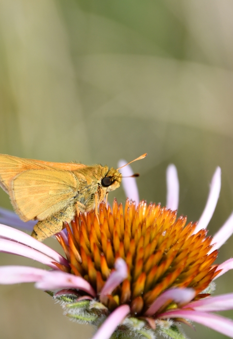 A Dakota skipper butterfly on a pink flower