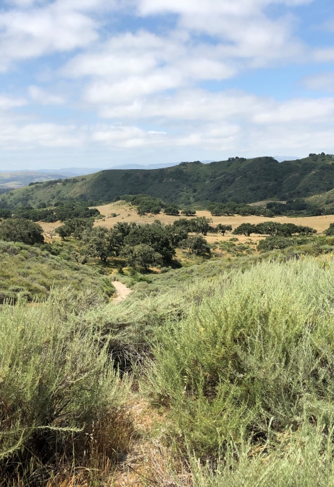 Landscape photo of coastal sage scrub and rolling hills.