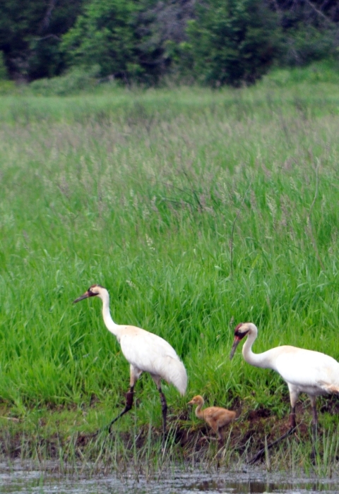 two large white birds with field of green grass behind them