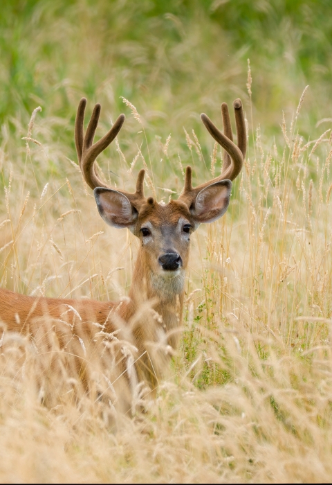 Deer with antlers pauses in tall, dry grass and looks towards camera. 