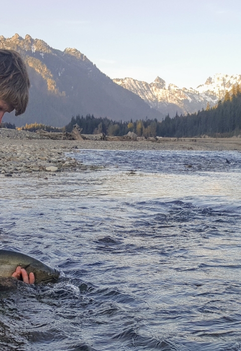 A man kneeling in a shallow creek releasing a large fish with mountains in the background.