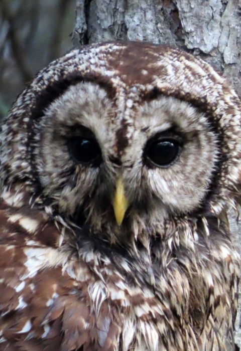 White and brown barred owl sitting on tree branch next to the tree trunk
