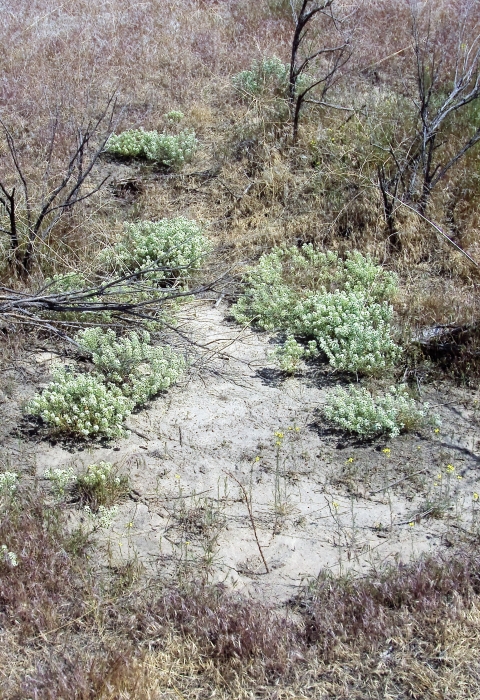 A bare area or slickspot can be seen in the center of the frame with white-flowered plants. The rest of the area is dry and brushy.