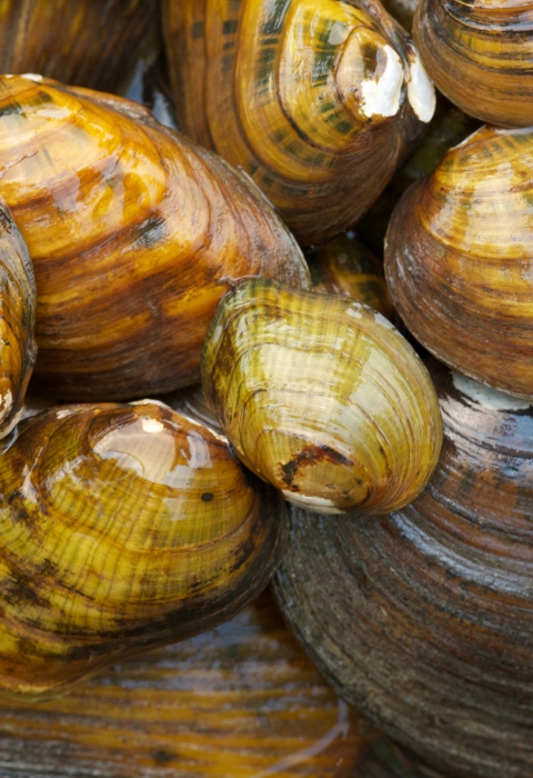 Cluster of freshwater mussel shells