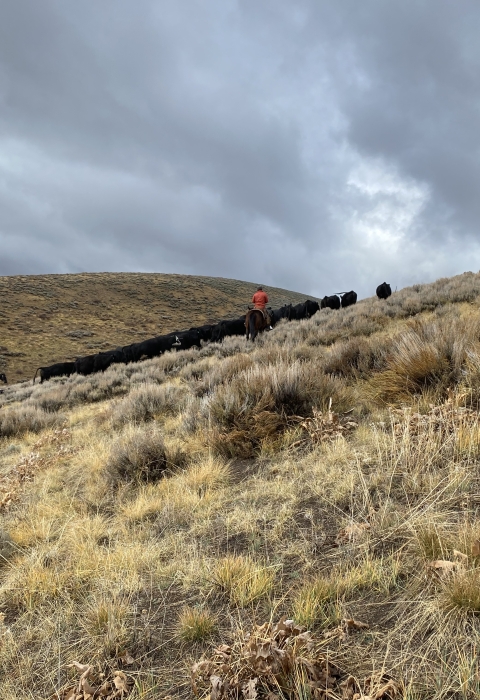 riders herding cattle on a sideslope of sagebrush with stormy clouds