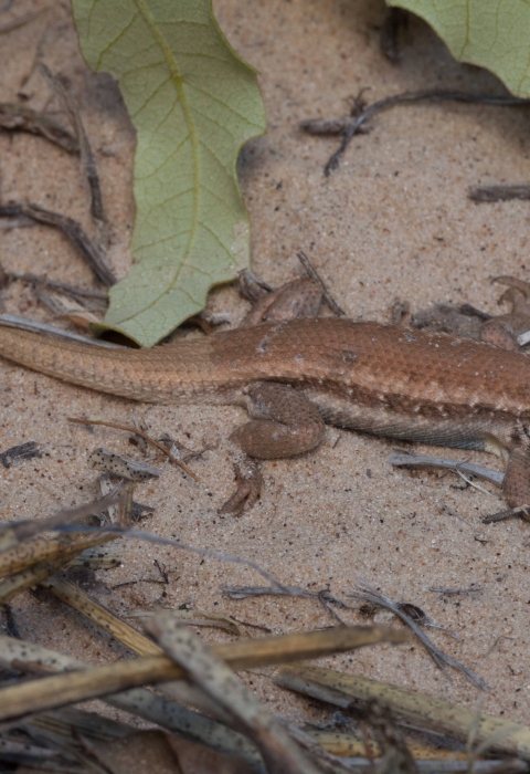 lizard on sandy ground