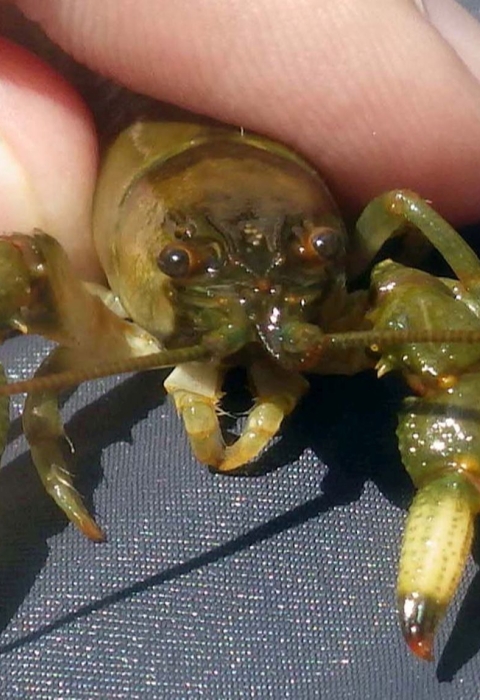Gap-Ringed Crayfish