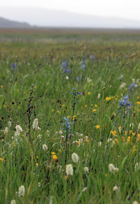 View of a prayer of wild flowers and a hill in the backdrop
