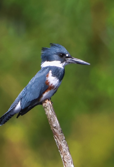 Blue-gray, white with a brown body stripe, female belted kingfisher sitting on the end of a branch