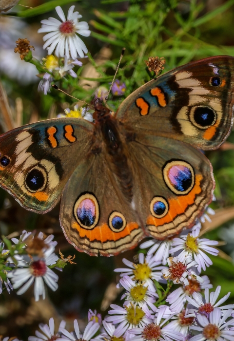 Brown 2 1/2 inch butterfly with bright colored defensive colored 'eyes' on the top of the wings