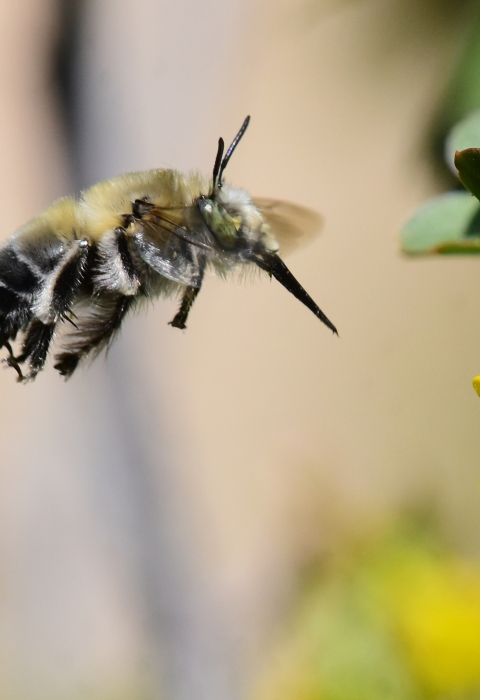 A digger bee approaches golden currant flowers