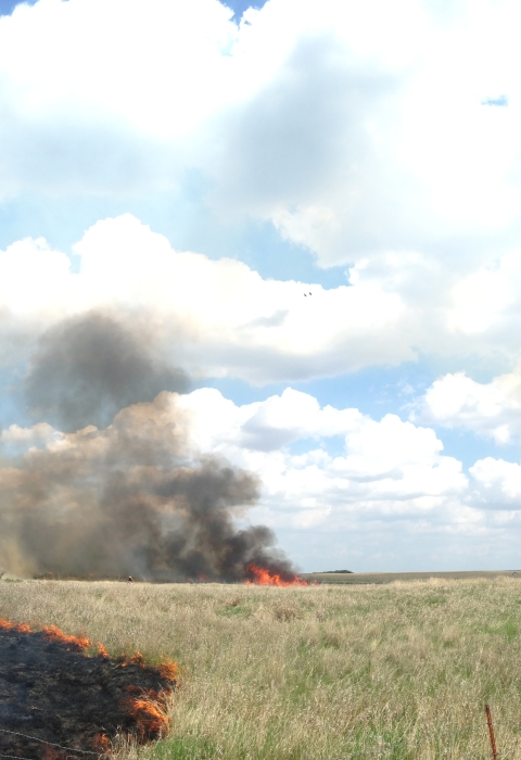 A wide angle shot shows a grassland undergoing a prescribed fire