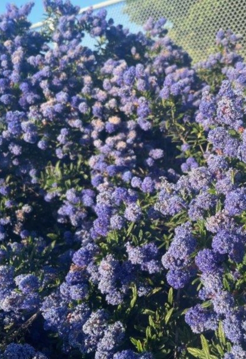 a large mound of bluish-purple flowers cascade off a bush