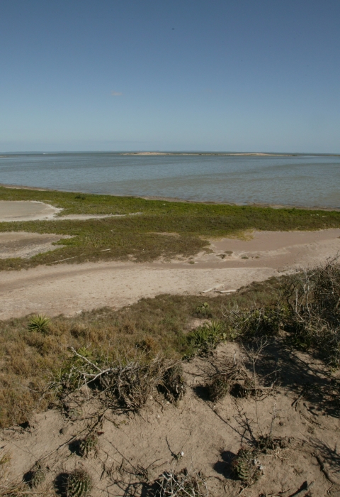 Vegetated shoreline at Laguna Atascosa National Wildlife Refuge.
