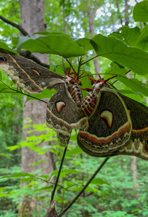Two cecropia moths
