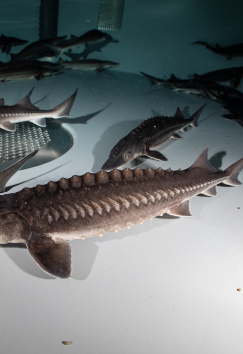 White sturgeon