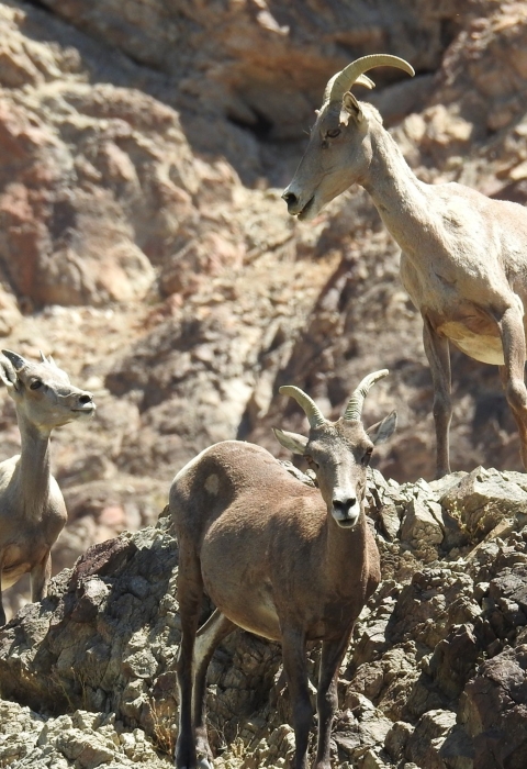 Desert bighorn sheep standing on rocky mountainside