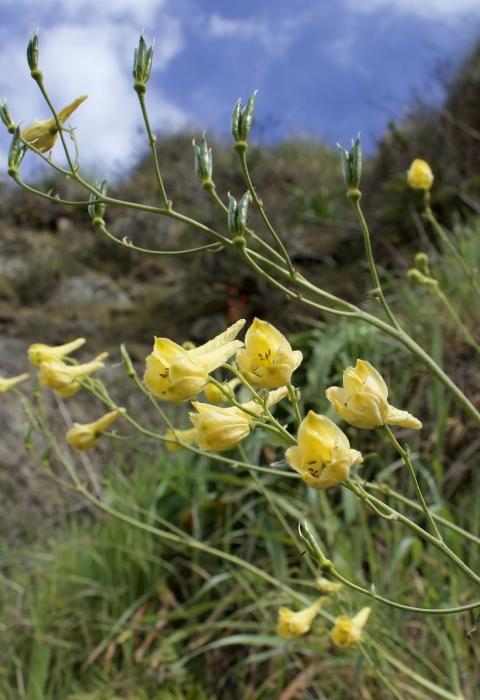 several yellow tubular flowers